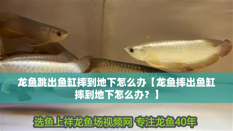 龍魚跳出魚缸摔到地下怎么辦【龍魚摔出魚缸摔到地下怎么辦？】