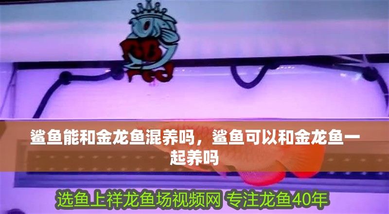 鯊魚(yú)能和金龍魚(yú)混養(yǎng)嗎，鯊魚(yú)可以和金龍魚(yú)一起養(yǎng)嗎