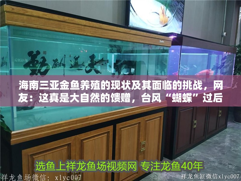 海南三亞金魚養殖的現狀及其面臨的挑戰，網友：這真是大自然的饋贈，臺風“蝴蝶”過后,眾多海貨被刮到海灘,網友:這真是大自然的饋贈