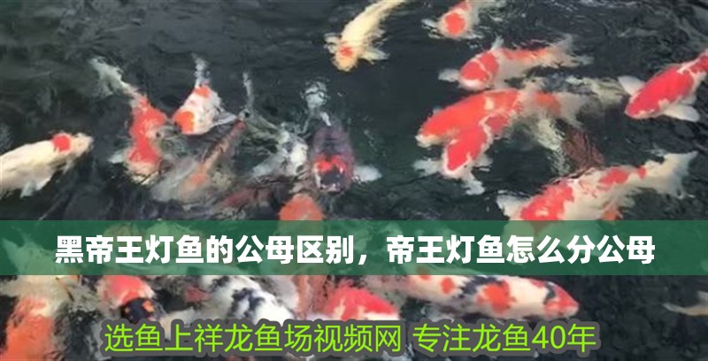 黑帝王燈魚的公母區(qū)別，帝王燈魚怎么分公母
