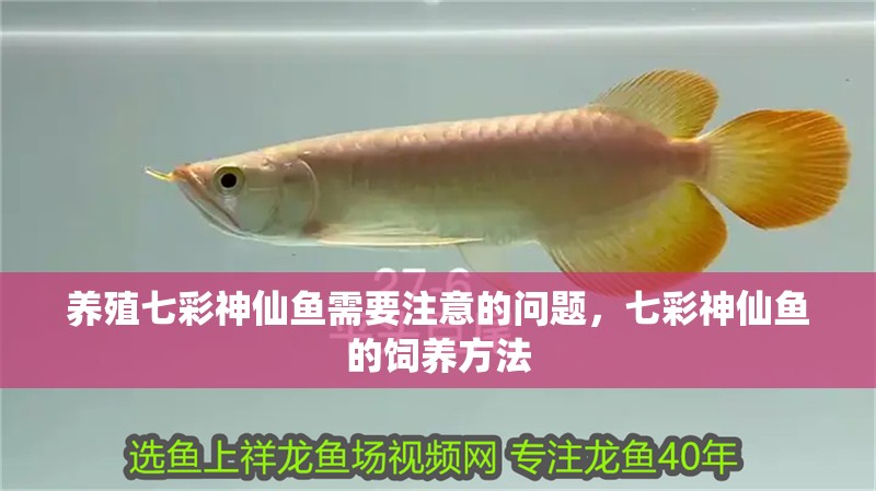 養殖七彩神仙魚需要注意的問題，七彩神仙魚的飼養方法