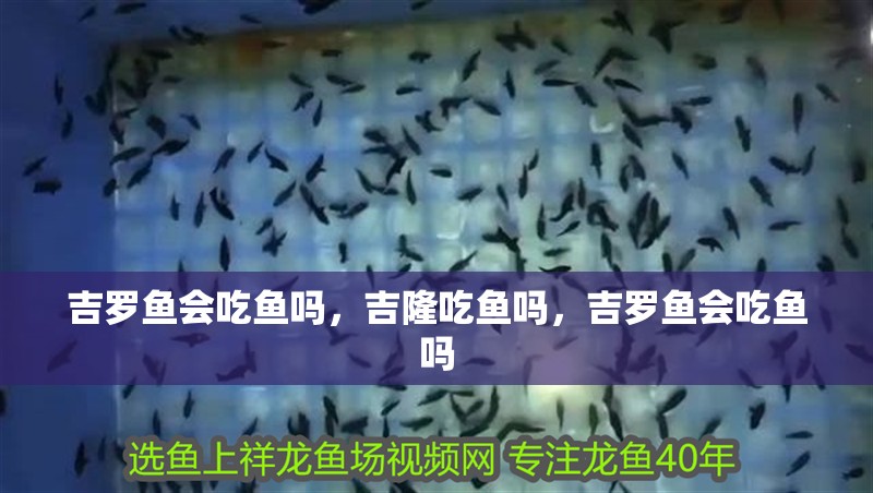 吉羅魚會吃魚嗎，吉隆吃魚嗎，吉羅魚會吃魚嗎