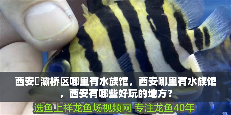 西安浐灞橋區哪里有水族館，西安哪里有水族館，西安有哪些好玩的地方？