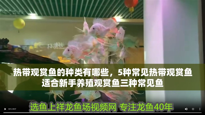 熱帶觀賞魚的種類有哪些，5種常見熱帶觀賞魚適合新手養殖觀賞魚三種常見魚