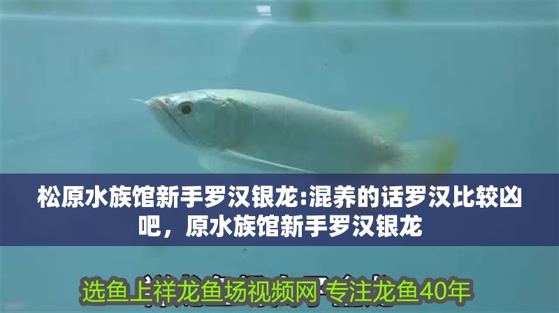 松原水族館新手羅漢銀龍:混養(yǎng)的話羅漢比較兇吧，原水族館新手羅漢銀龍