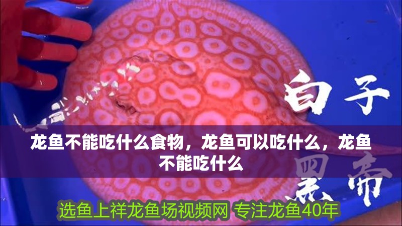 龍魚不能吃什么食物，龍魚可以吃什么，龍魚不能吃什么
