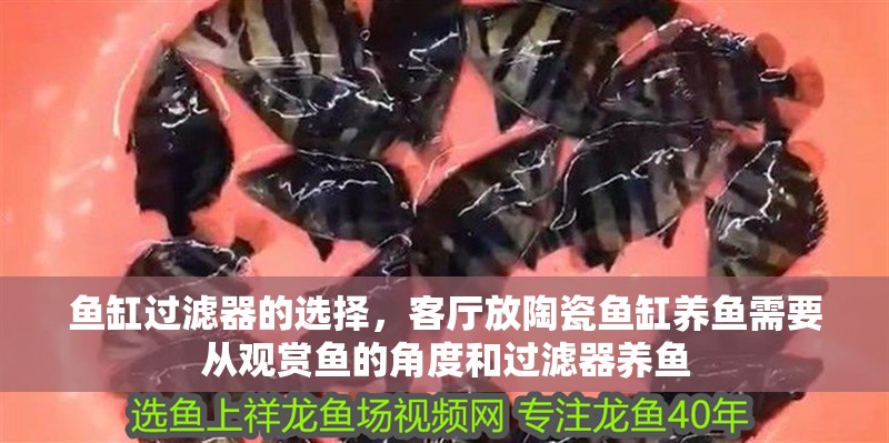 魚缸過濾器的選擇，客廳放陶瓷魚缸養(yǎng)魚需要從觀賞魚的角度和過濾器養(yǎng)魚