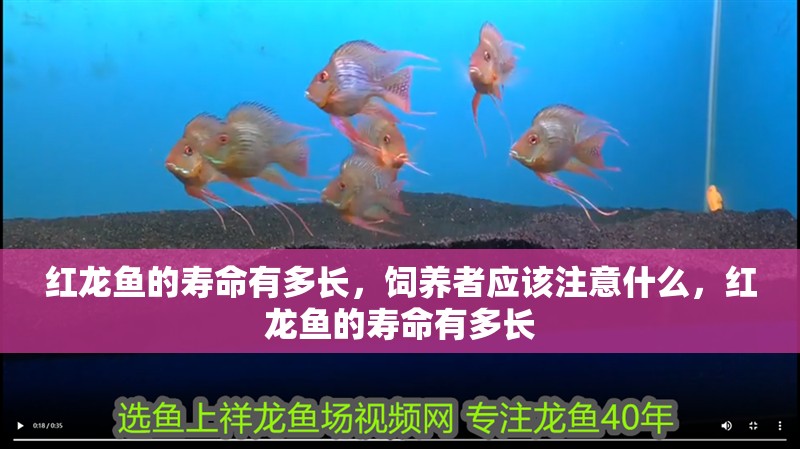 紅龍魚的壽命有多長，飼養(yǎng)者應(yīng)該注意什么，紅龍魚的壽命有多長