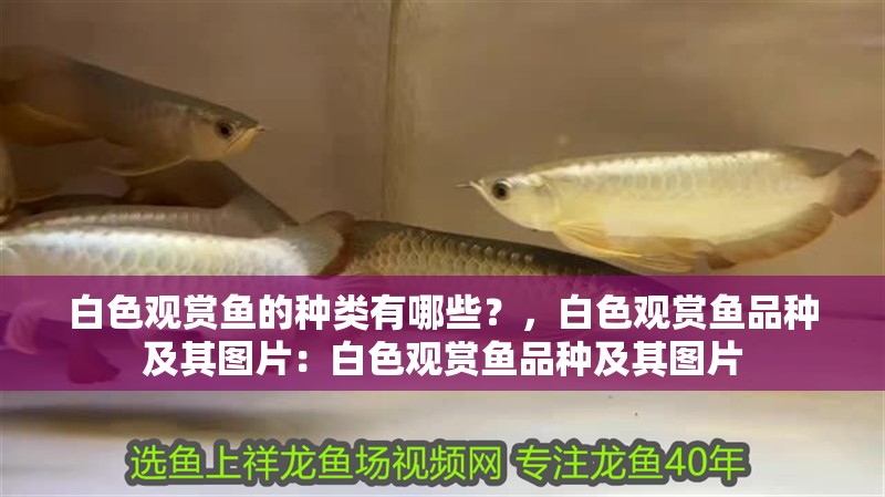 白色觀賞魚的種類有哪些？，白色觀賞魚品種及其圖片：白色觀賞魚品種及其圖片