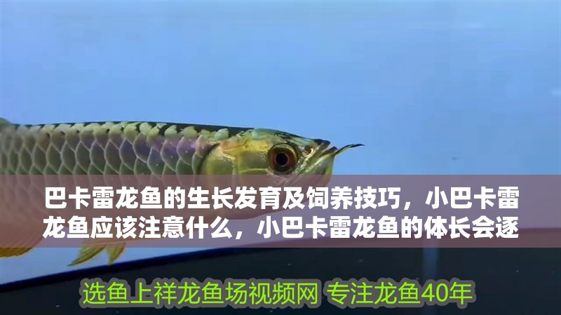 巴卡雷龍魚的生長發育及飼養技巧，小巴卡雷龍魚應該注意什么，小巴卡雷龍魚的體長會逐漸增長