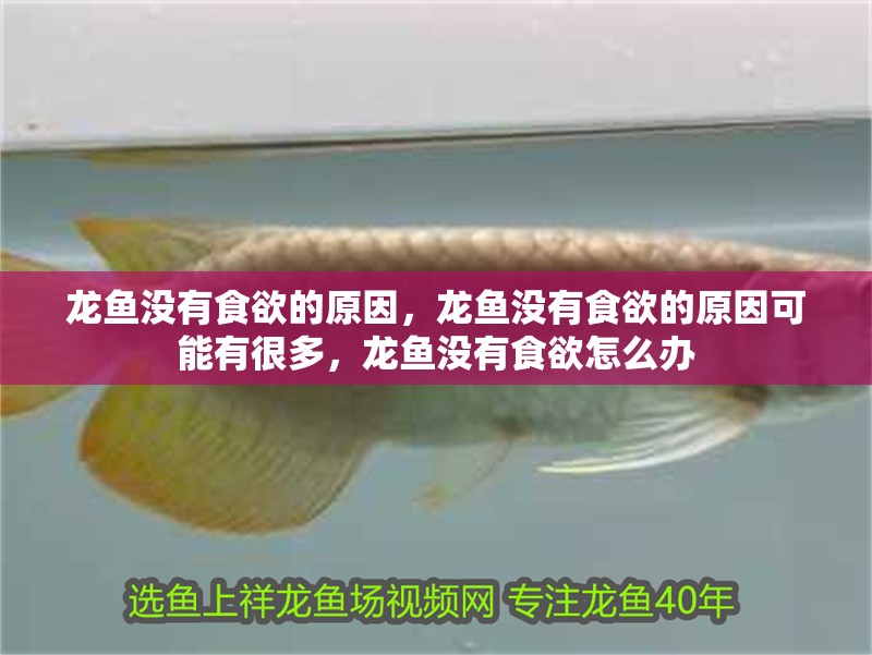 龍魚沒有食欲的原因，龍魚沒有食欲的原因可能有很多，龍魚沒有食欲怎么辦 龍魚沒有食欲的原因，龍魚沒有食欲的原因可能有很多，龍魚沒有食欲怎么辦 觀賞魚百科 第2張