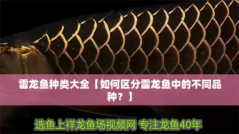 雷龍魚種類大全【如何區(qū)分雷龍魚中的不同品種？】