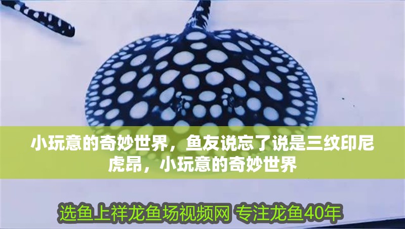 小玩意的奇妙世界，魚友說忘了說是三紋印尼虎昂，小玩意的奇妙世界