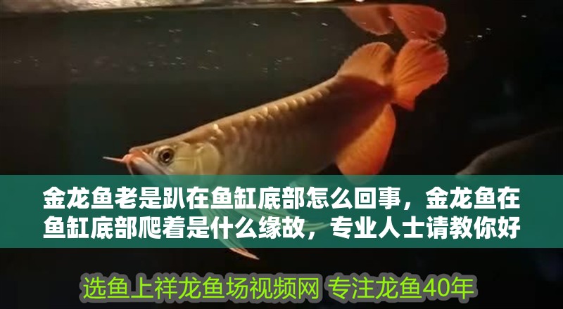 金龍魚老是趴在魚缸底部怎么回事，金龍魚在魚缸底部爬著是什么緣故，專業人士請教你好