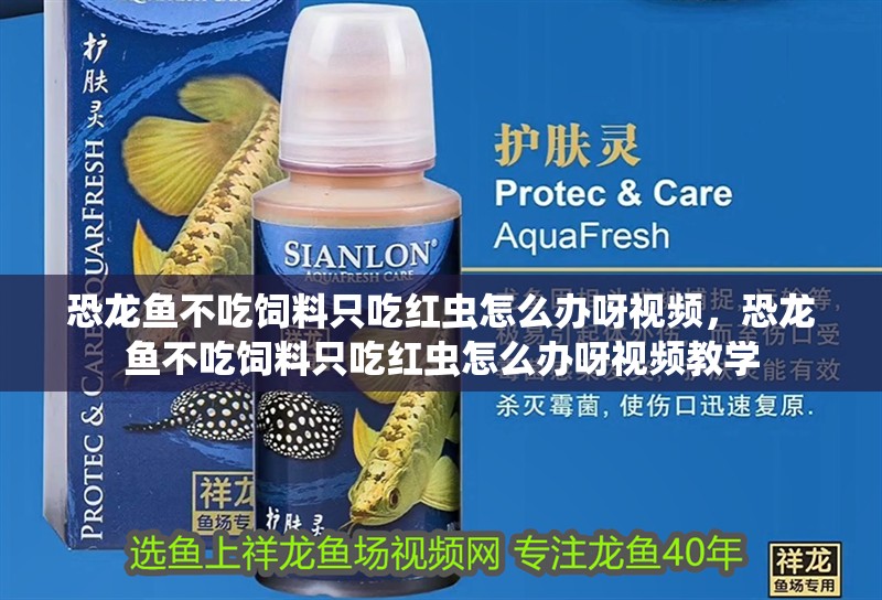 恐龍魚不吃飼料只吃紅蟲怎么辦呀視頻，恐龍魚不吃飼料只吃紅蟲怎么辦呀視頻教學