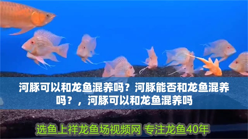 河豚可以和龍魚混養(yǎng)嗎？河豚能否和龍魚混養(yǎng)嗎？，河豚可以和龍魚混養(yǎng)嗎