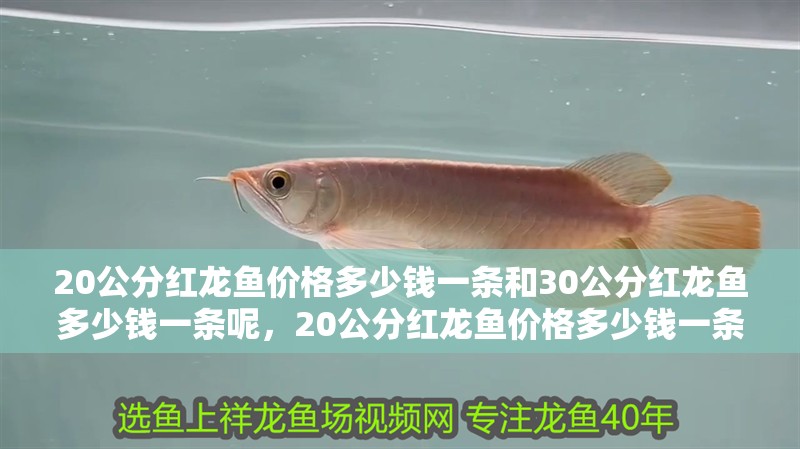 20公分紅龍魚價格多少錢一條和30公分紅龍魚多少錢一條呢，20公分紅龍魚價格多少錢一條