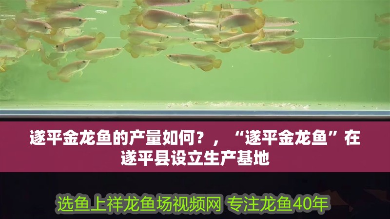 遂平金龍魚的產(chǎn)量如何？，“遂平金龍魚”在遂平縣設(shè)立生產(chǎn)基地