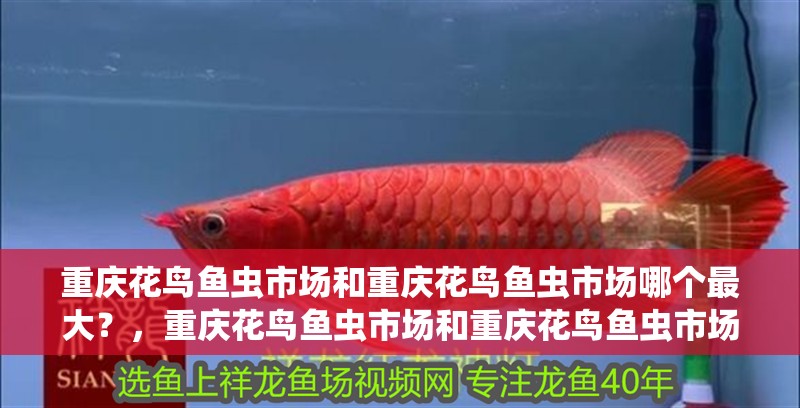 重慶花鳥魚蟲市場和重慶花鳥魚蟲市場哪個最大？，重慶花鳥魚蟲市場和重慶花鳥魚蟲市場和重慶花鳥魚蟲市場哪個最大