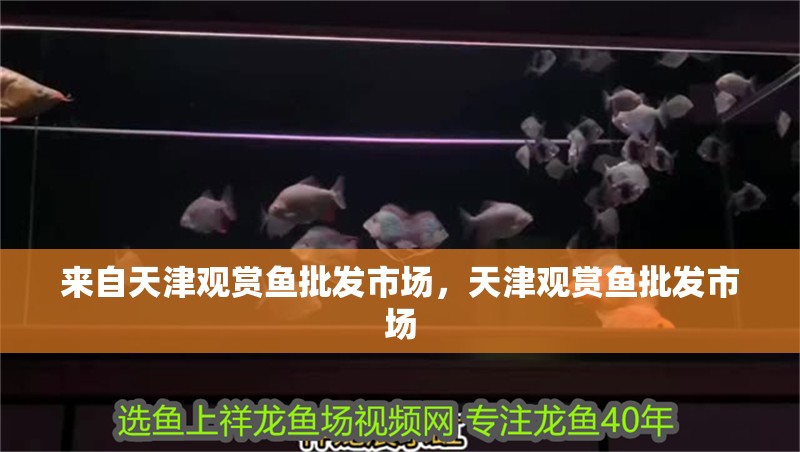 來(lái)自天津觀賞魚(yú)批發(fā)市場(chǎng)，天津觀賞魚(yú)批發(fā)市場(chǎng)