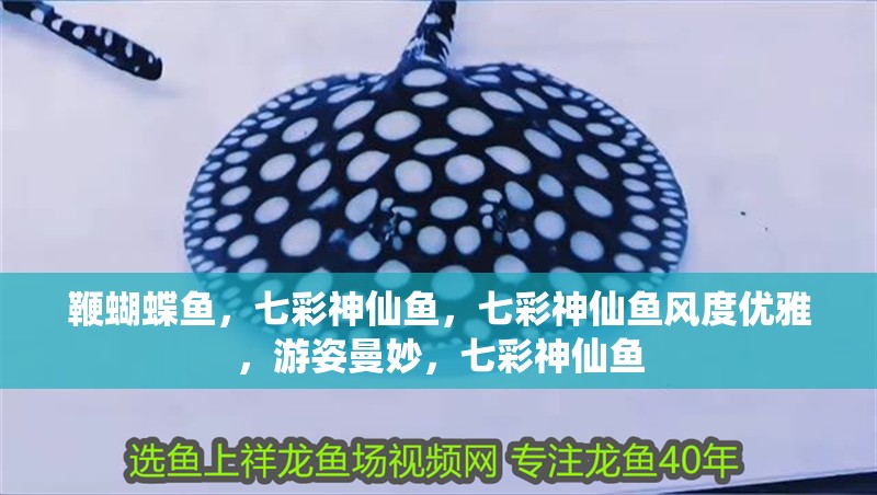 鞭蝴蝶魚，七彩神仙魚，七彩神仙魚風度優雅，游姿曼妙，七彩神仙魚