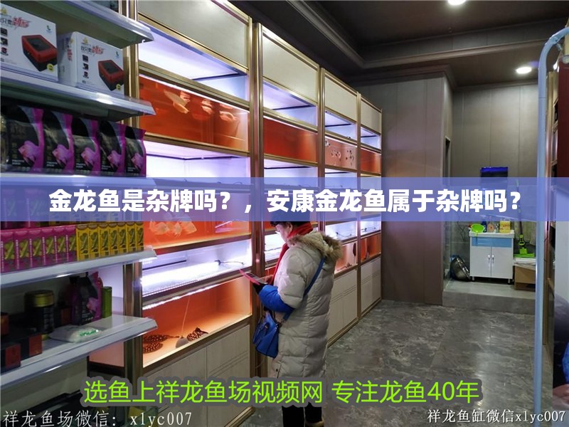 金龍魚(yú)是雜牌嗎？，安康金龍魚(yú)屬于雜牌嗎？