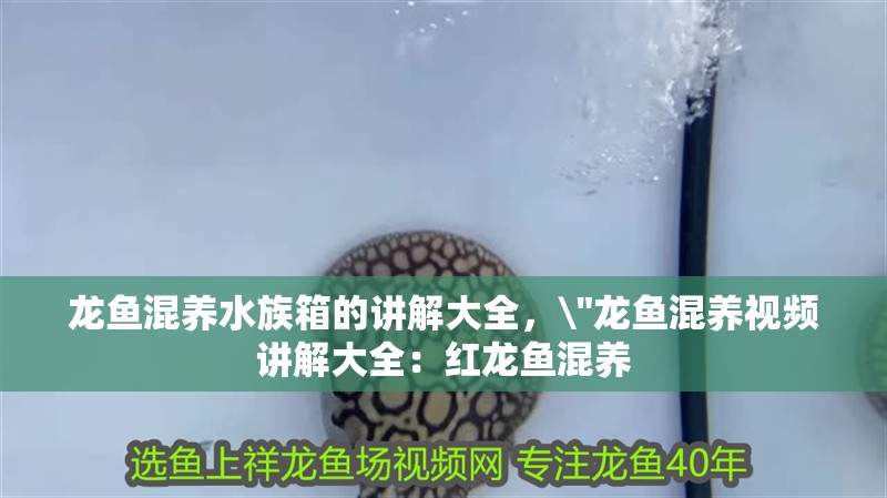 龍魚混養水族箱的講解大全，\