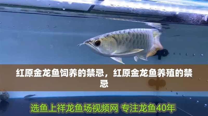 紅原金龍魚飼養的禁忌，紅原金龍魚養殖的禁忌