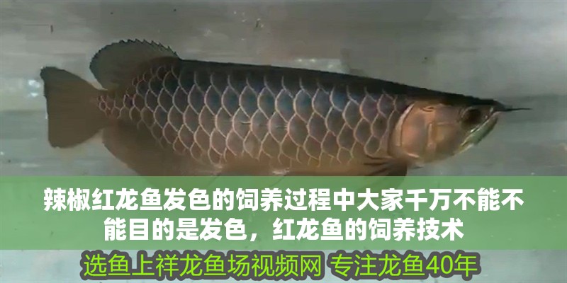 辣椒紅龍魚發色的飼養過程中大家千萬不能不能目的是發色，紅龍魚的飼養技術