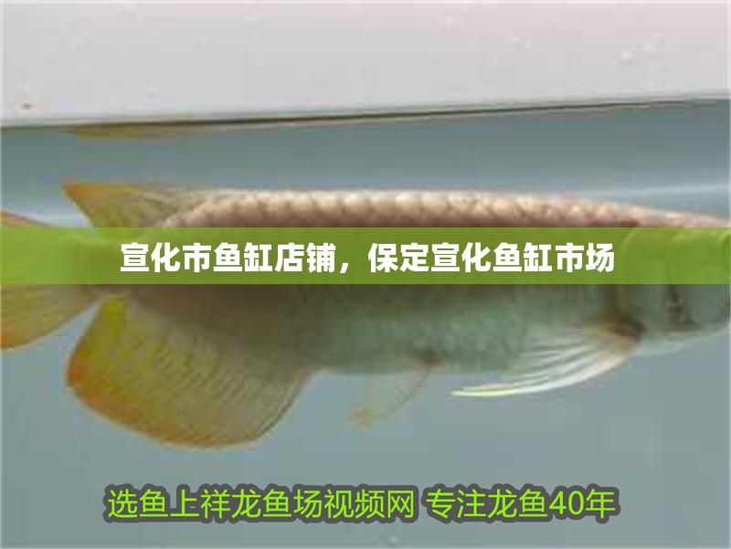 宣化市魚缸店鋪，保定宣化魚缸市場