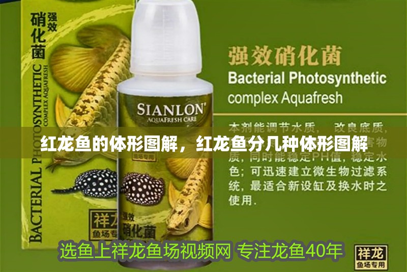 紅龍魚的體形圖解，紅龍魚分幾種體形圖解