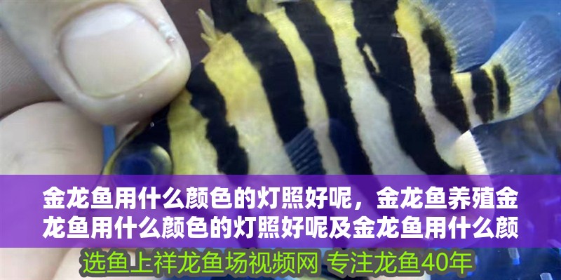 金龍魚用什么顏色的燈照好呢，金龍魚養殖金龍魚用什么顏色的燈照好呢及金龍魚用什么顏色的燈照好