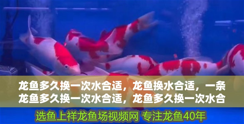 龍魚多久換一次水合適，龍魚換水合適，一條龍魚多久換一次水合適，龍魚多久換一次水合適