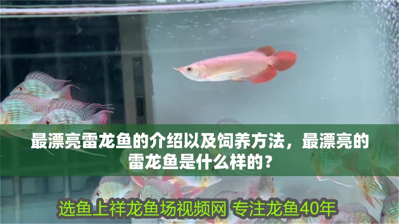 最漂亮雷龍魚的介紹以及飼養方法，最漂亮的雷龍魚是什么樣的？
