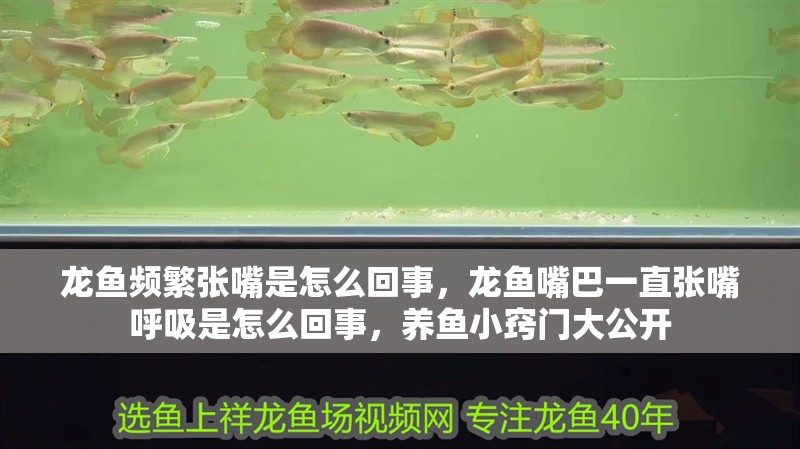 龍魚頻繁張嘴是怎么回事，龍魚嘴巴一直張嘴呼吸是怎么回事，養魚小竅門大公開