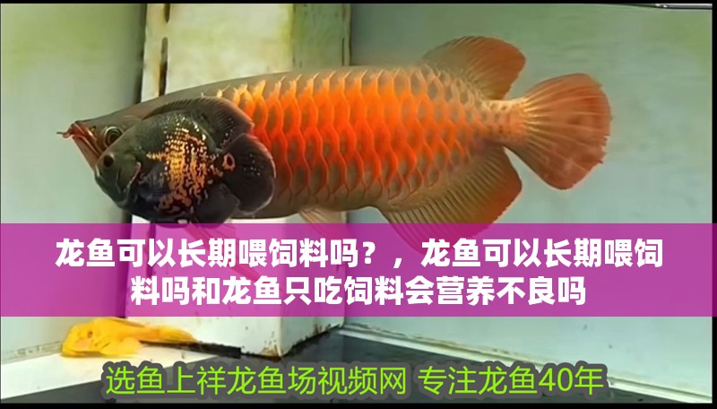 龍魚可以長期喂飼料嗎？，龍魚可以長期喂飼料嗎和龍魚只吃飼料會營養不良嗎