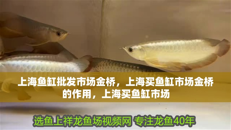 上海魚缸批發市場金橋，上海買魚缸市場金橋的作用，上海買魚缸市場