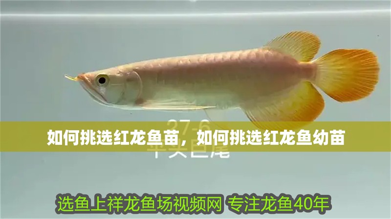 如何挑選紅龍魚苗，如何挑選紅龍魚幼苗