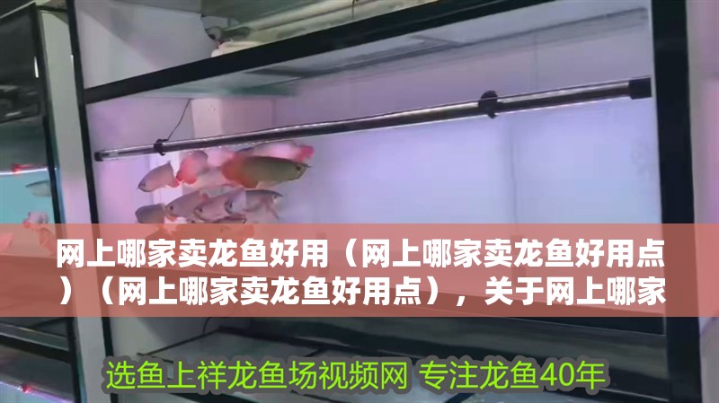 網上哪家賣龍魚好用（網上哪家賣龍魚好用點）（網上哪家賣龍魚好用點），關于網上哪家賣龍魚好用的介紹