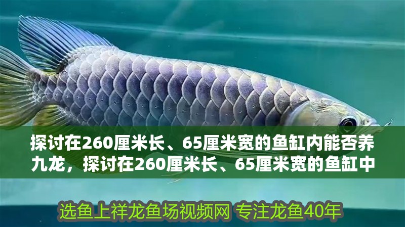 探討在260厘米長、65厘米寬的魚缸內能否養九龍，探討在260厘米長、65厘米寬的魚缸中養殖多條龍魚的可能性