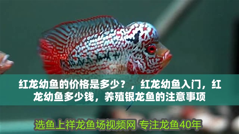 紅龍幼魚的價格是多少？，紅龍幼魚入門，紅龍幼魚多少錢，養殖銀龍魚的注意事項