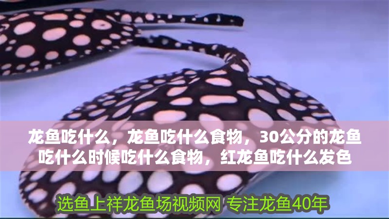 龍魚吃什么，龍魚吃什么食物，30公分的龍魚吃什么時候吃什么食物，紅龍魚吃什么發(fā)色