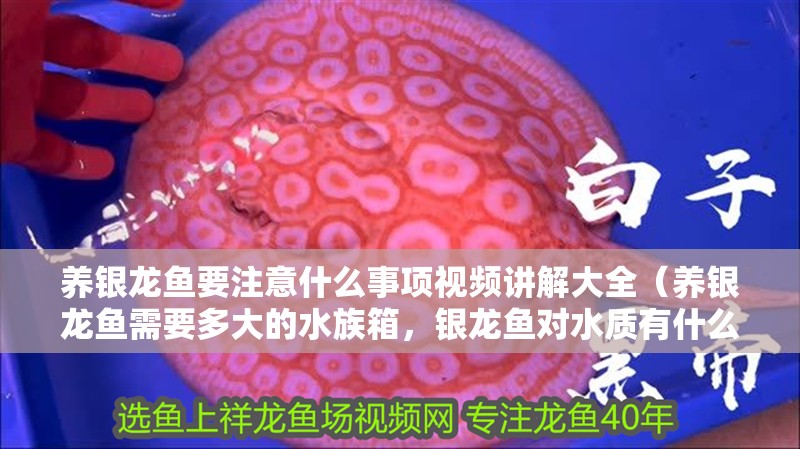 養(yǎng)銀龍魚要注意什么事項視頻講解大全（養(yǎng)銀龍魚需要多大的水族箱，銀龍魚對水質(zhì)有什么特別的要求嗎）