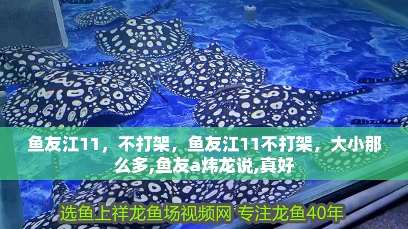魚友江11，不打架，魚友江11不打架，大小那么多,魚友a煒龍說,真好