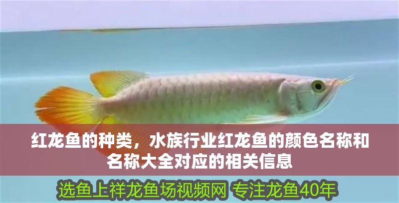 紅龍魚的種類，水族行業紅龍魚的顏色名稱和名稱大全對應的相關信息