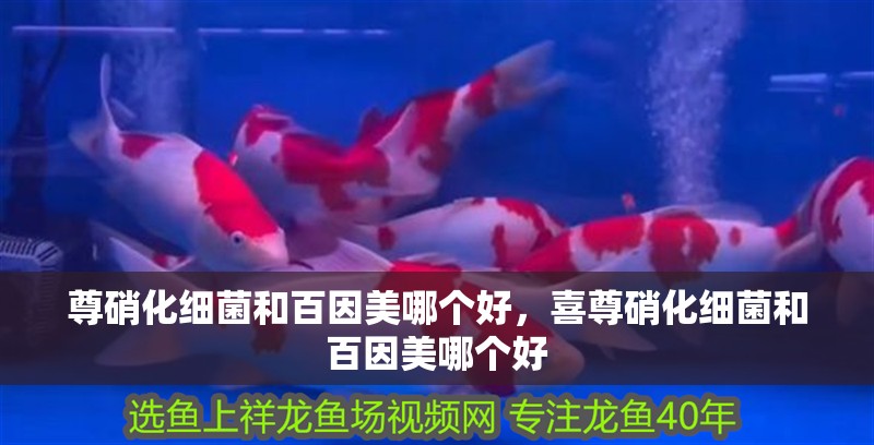 尊硝化細(xì)菌和百因美哪個(gè)好，喜尊硝化細(xì)菌和百因美哪個(gè)好