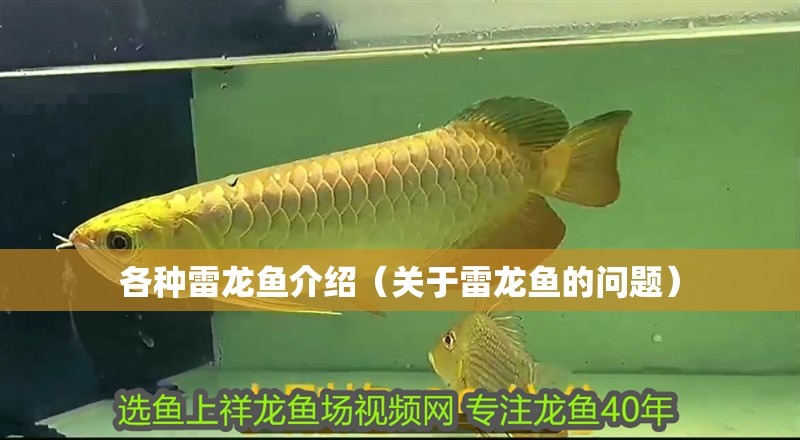 各種雷龍魚介紹（關(guān)于雷龍魚的問題）