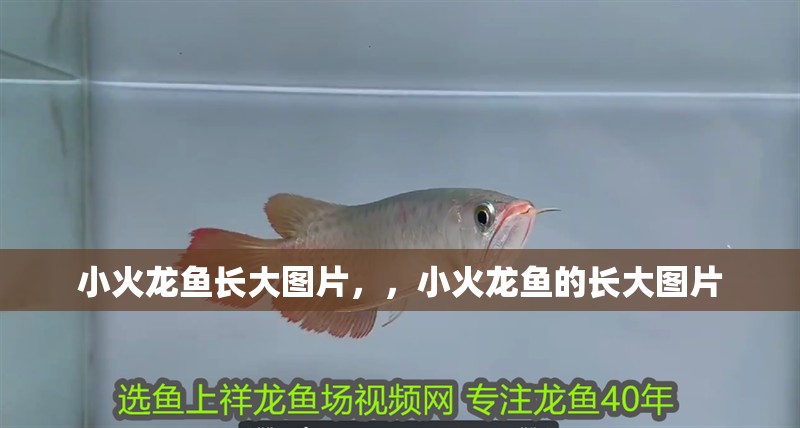 小火龍魚長大圖片，，小火龍魚的長大圖片