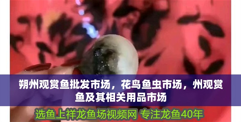 朔州觀賞魚批發(fā)市場，花鳥魚蟲市場，州觀賞魚及其相關(guān)用品市場
