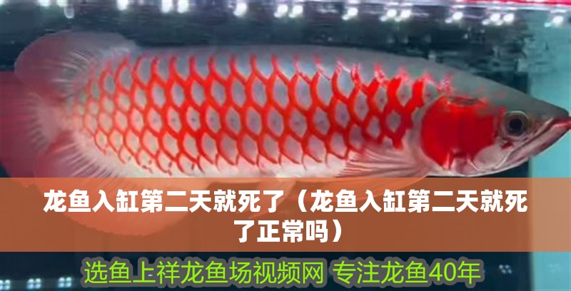 龍魚入缸第二天就死了（龍魚入缸第二天就死了正常嗎）